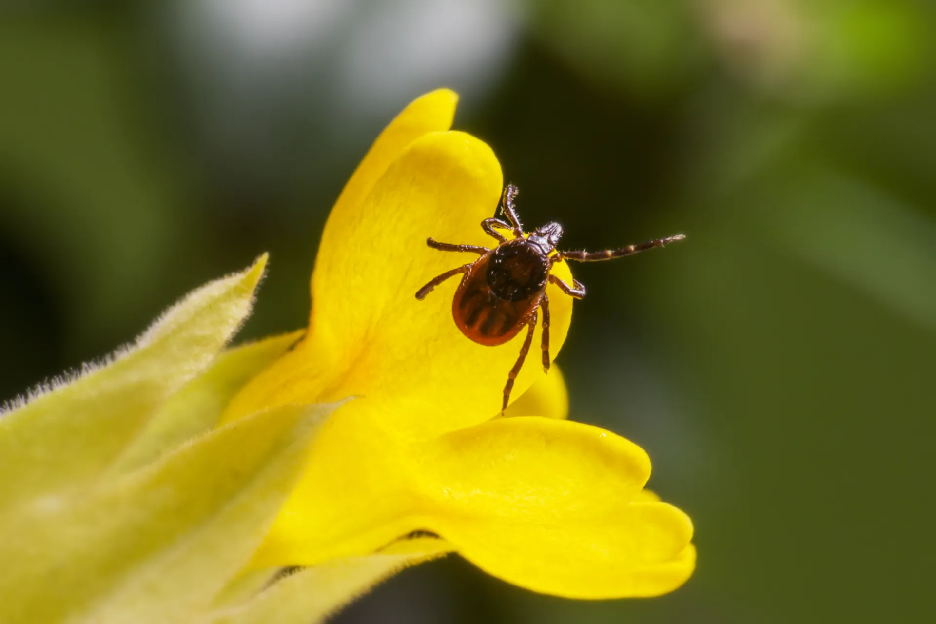 La maladie de Lyme est aujourd'hui transmise par les morsures de tique, et il n'existe à l'heure actuelle aucun vaccin préventif.